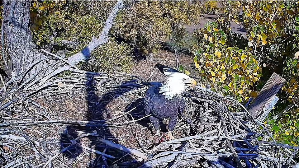 Ma FSV gets photobombed by a pesky magpie. I love the wildlife we see in and around this nest. 