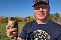 RRP Intern Peter with a sharp-shinned hawk