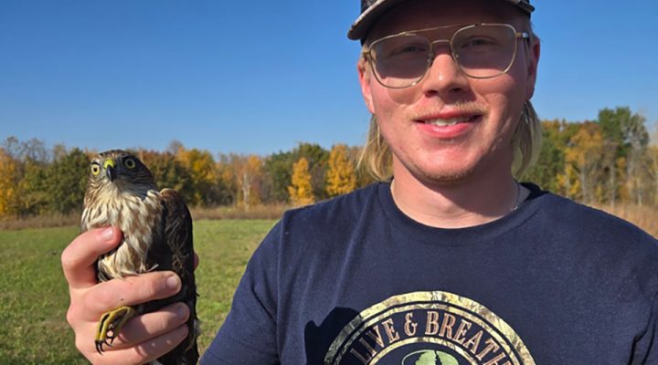 RRP Intern Peter with a sharp-shinned hawk