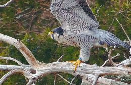 Zazu 18/U, a mal falcon that Amy banded in 2022 at Bay State Milling in Winona, roughly 23 miles upstream as the falcon flies!