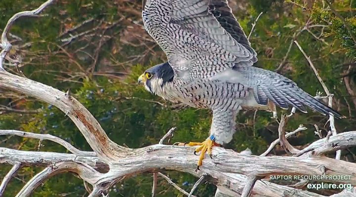 Zazu 18/U, a mal falcon that Amy banded in 2022 at Bay State Milling in Winona, roughly 23 miles upstream as the falcon flies!