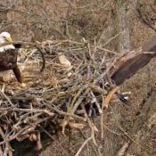 November 12, 2024: Bald Eagle Mr. North with a wonky stick