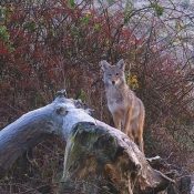 November 8, 2024: A beautiful coyote forages near the North Nest. Is this same coyote we saw hunting yesterday? https://youtu.be/3ZaSywUQULo?si=xUdNPaVxMCSZUB0f