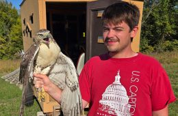 Intern Owen and a Red-tailed Hawk