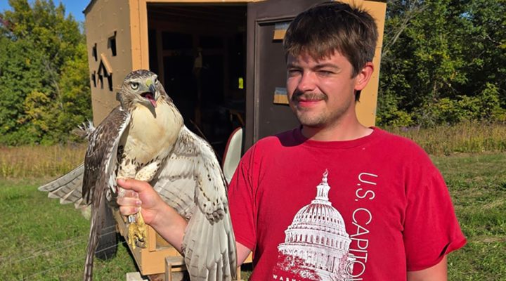 Intern Owen and a Red-tailed Hawk