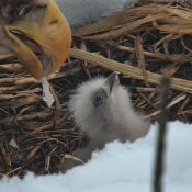 Decorah North Calendar: first feeding!