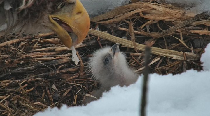 Decorah North Calendar: first feeding!