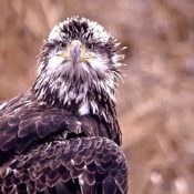 November 19, 2024: Subadult Bald Eagle on the Flyway