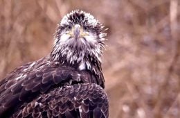 November 19, 2024: Subadult Bald Eagle on the Flyway