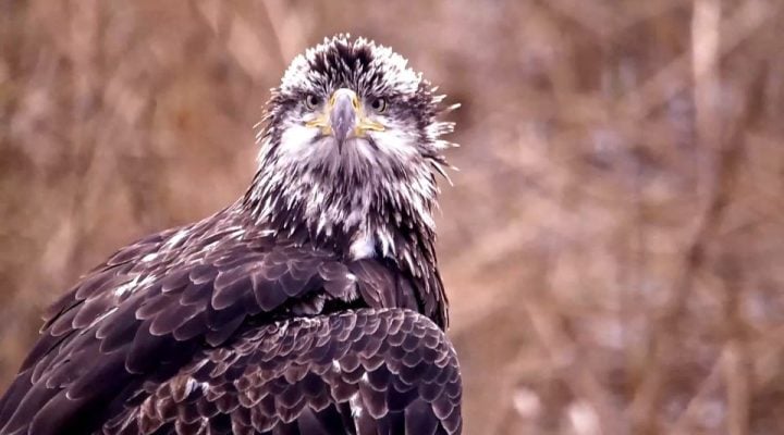 November 19, 2024: Subadult Bald Eagle on the Flyway