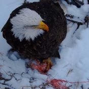 December 19, 2024: The quickest way to an eagle's heart is through its stomach!