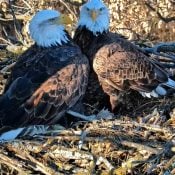 January 6, 2025: Building and Beaking at the North nest! https://youtu.be/5ZM5Pyfbvio?si=w9JWDXYzdExnakkL. It’s a great time to watch DNF and Mr. North flirt – albeit in a very eagle way! – as things ramp up. Look for beaking, body brushing, gentle nibbling, footing, and side-by-side perching. More on eagle courtship and bonding here: https://www.raptorresource.org/.../bald-eagle-mating