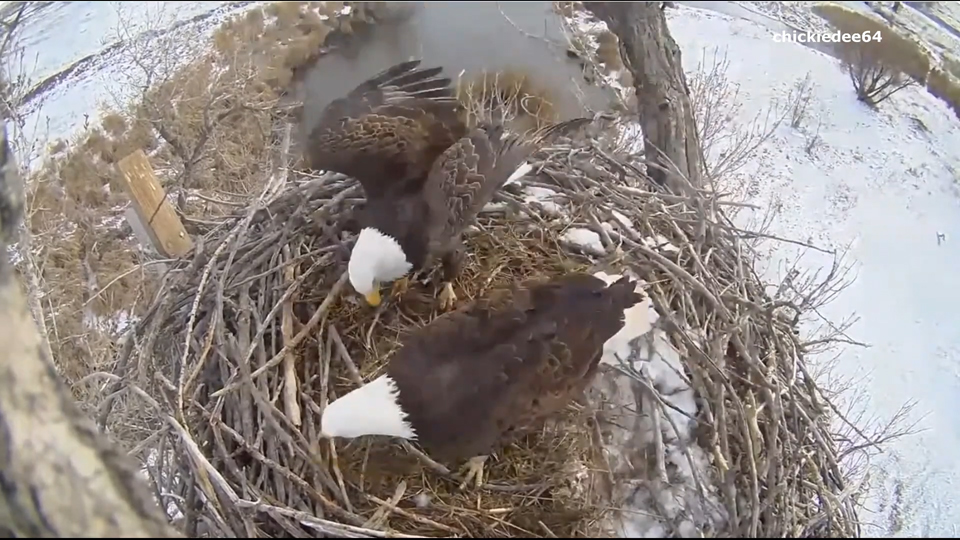 Raptor Resource Project Bald Eagle and Bird of Prey Cams