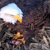 January 9, 2025: DNF caught a nice trout for breakfast - https://youtu.be/X2GebRWdrYo?si=6g5qKAufUzY11AcH. While Bald Eagles eat a wide variety of food, their favorite thing is fish! Although the species change, fish make up from 68 to 88% of meals at our nests. We tend to see whatever is most common and easiest to catch: trout and sucker at the North nest and sucker, carp, and trout at Fort St. Vrain. We're still working on fish ID in Trempealeau, but we've seen gar come into the nest, reflecting its location on the Mississippi River. To learn more about what our eagles eat, follow this link: https://www.raptorresource.org/tag/menu/