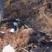 January 11, 2025: A stunning overhead fly-in by Mr. North, who expertly drops into the nest.