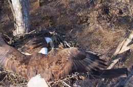 January 11, 2025: A stunning overhead fly-in by Mr. North, who expertly drops into the nest.