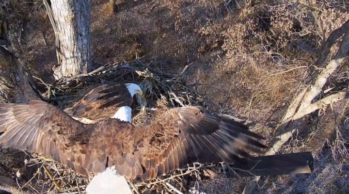 January 11, 2025: A stunning overhead fly-in by Mr. North, who expertly drops into the nest.