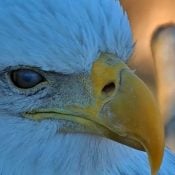 January 6, 2025: DNF's nictitating eyelid. This translucent third eyelid sweeps in from the side to moisten and protect her eye without obscuring her vision. More on eagle eyes here: https://www.raptorresource.org/2025/01/10/eagle-eyes-2/