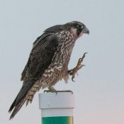 Peregrine Falcon Rebecca on Assateague Island. We banded her at Greysolon Plaza in Duluth, MN.