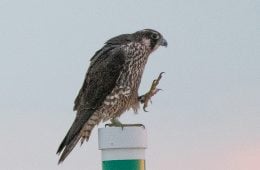 Peregrine Falcon Rebecca on Assateague Island. We banded her at Greysolon Plaza in Duluth, MN.