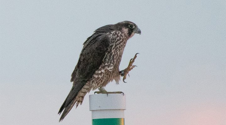 Peregrine Falcon Rebecca on Assateague Island. We banded her at Greysolon Plaza in Duluth, MN.