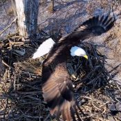 February 10, 2025: Fly like an eagle! Mr. North shows off his long wings and unparalleled aviation skills