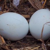 February 15, 2025: DNF's eggs. Eagle eggs don’t freeze easily or quickly.