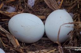 February 15, 2025: DNF's eggs. Eagle eggs don’t freeze easily or quickly.