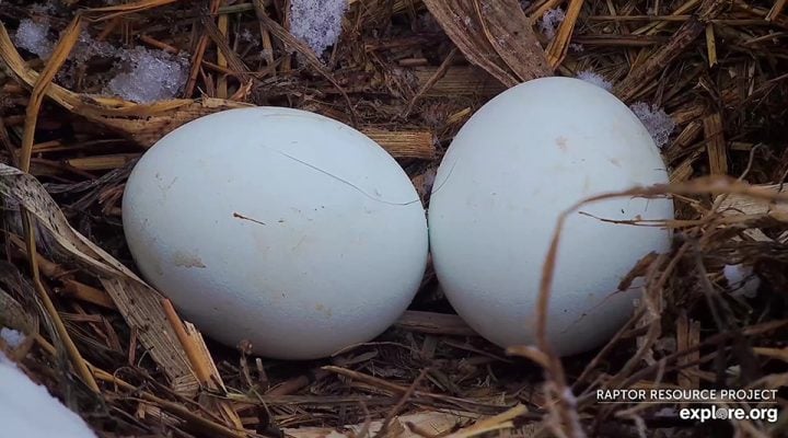 February 15, 2025: DNF's eggs. Eagle eggs don’t freeze easily or quickly.