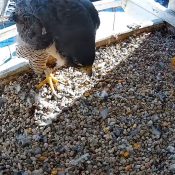 Julie 90/Z and Zazu 18/U in the US Bank La Crosse nestbox