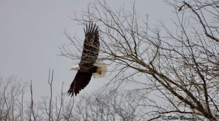 April 12, 2025: Mom flying to the nest